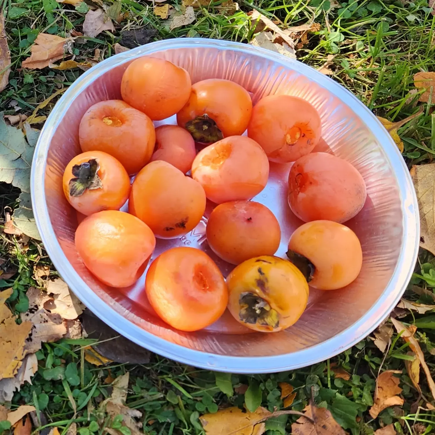 How to Harvest Persimmons